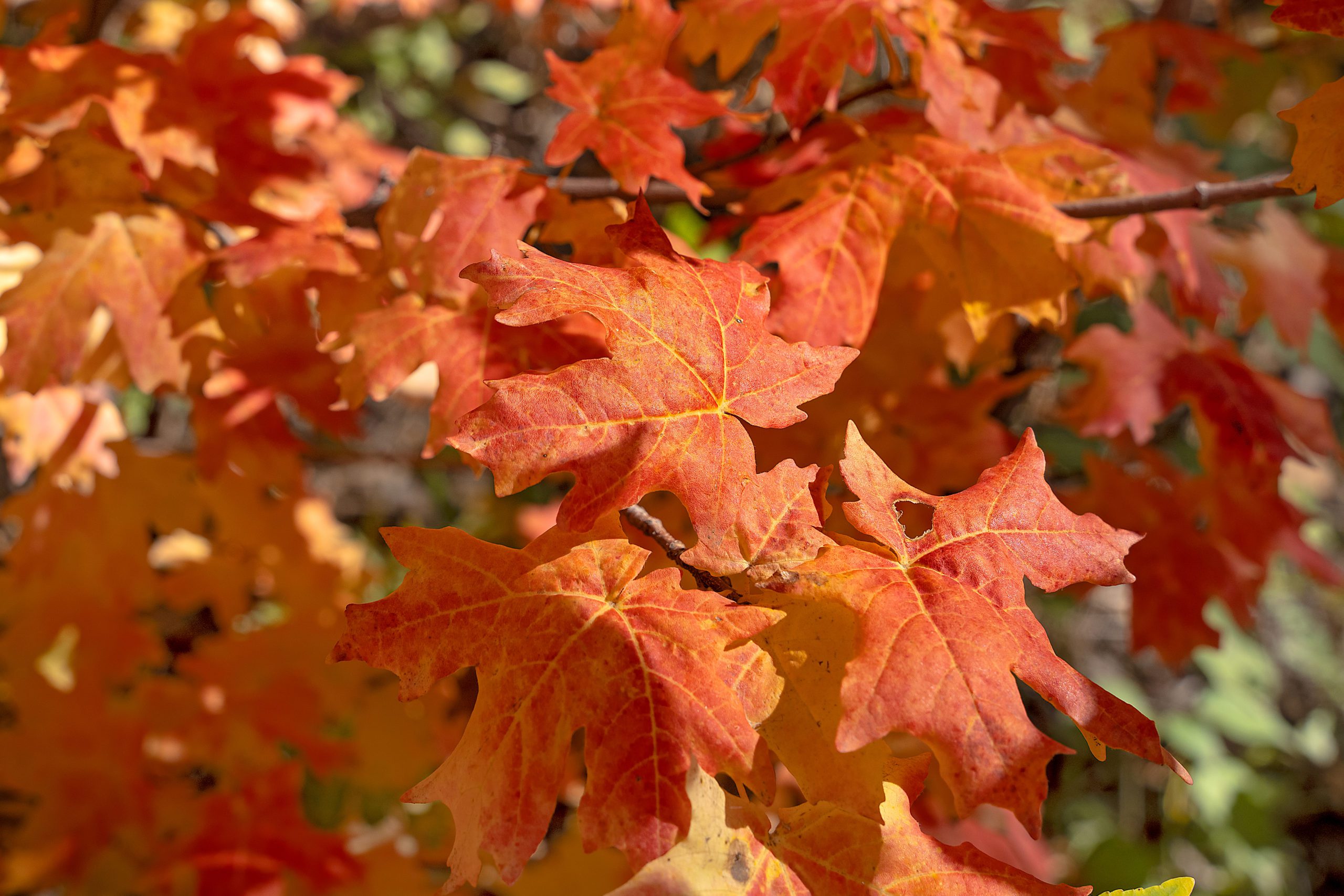 Fall-colored leaves.