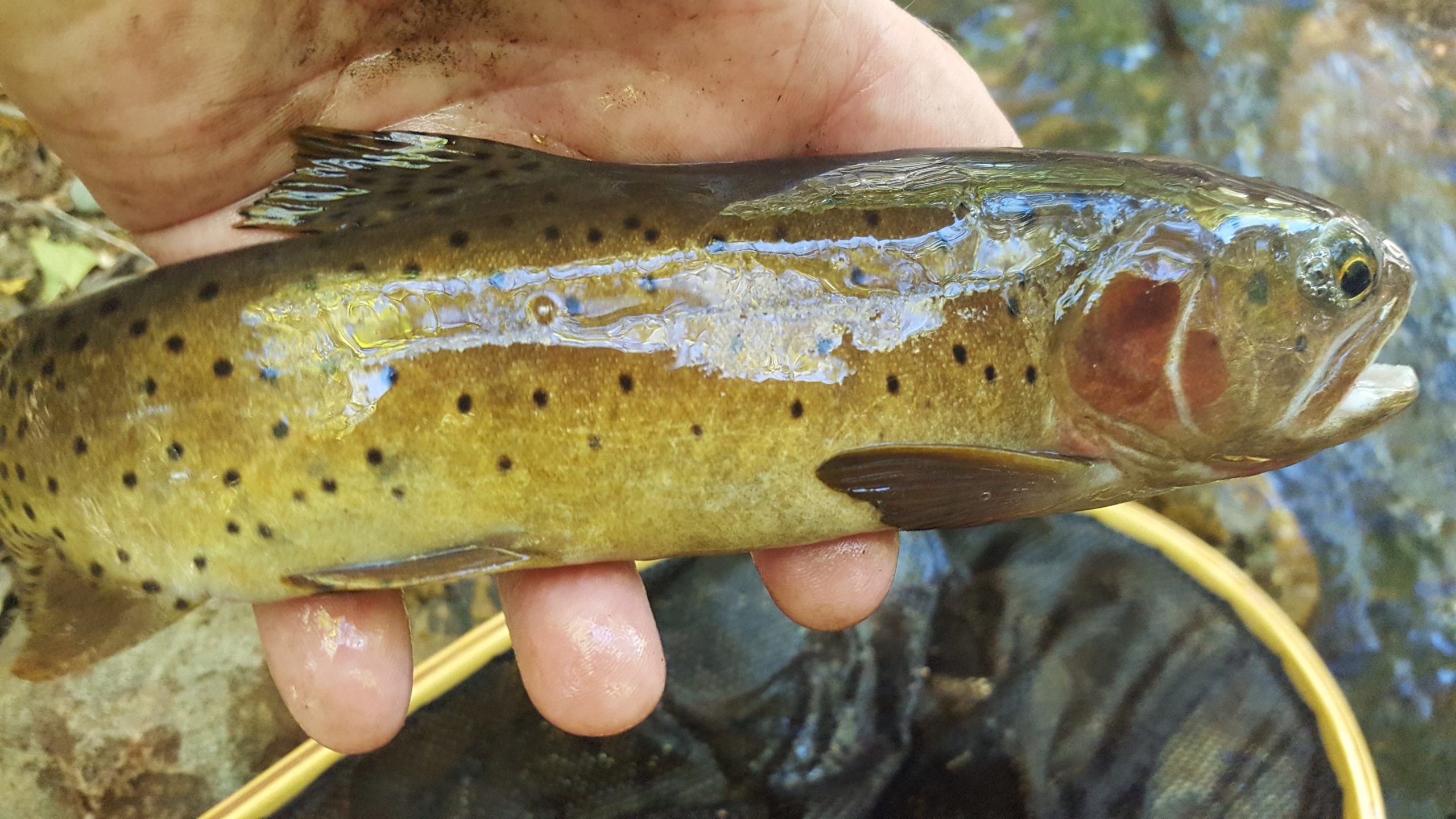 Cutthroat Trout caught as part of the Utah Cutthroat Slam.