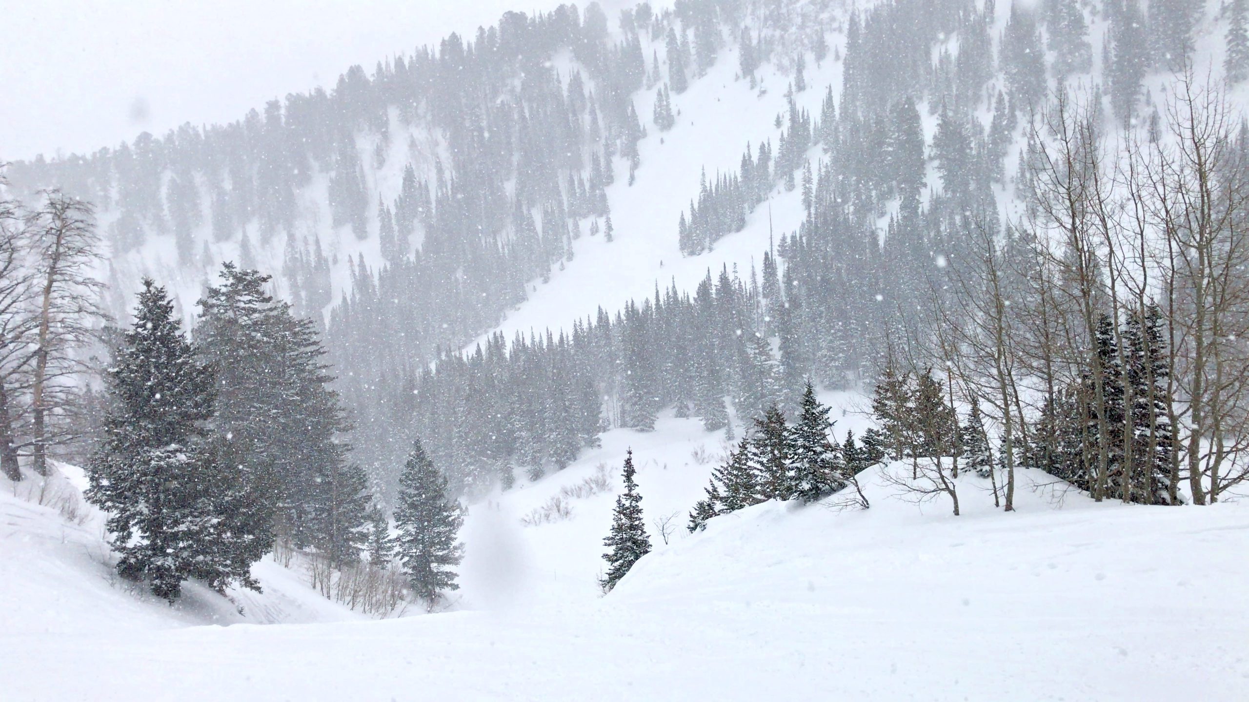 Pow Day at Alta Ski Resort