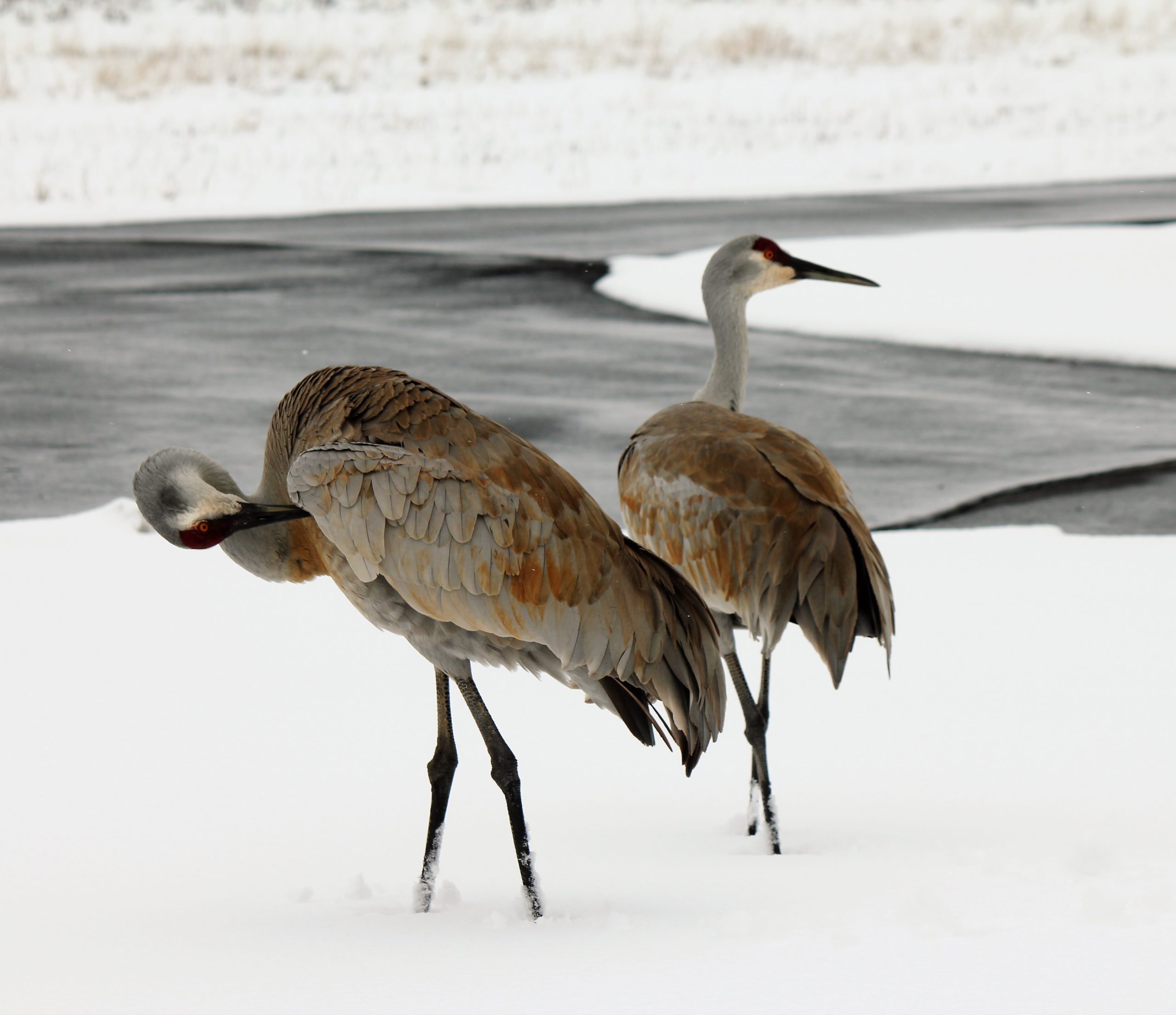 Cranes in the Snow