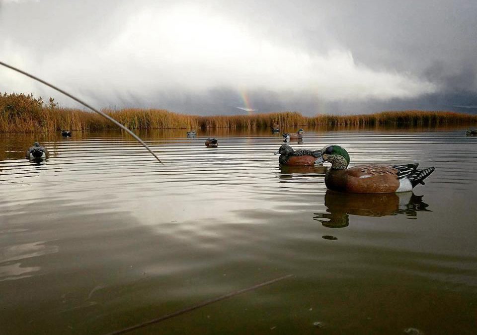 Hunting over duck decoys