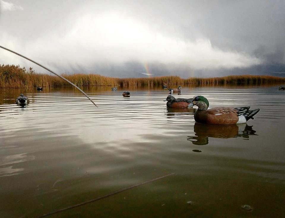 Hunting over duck decoys