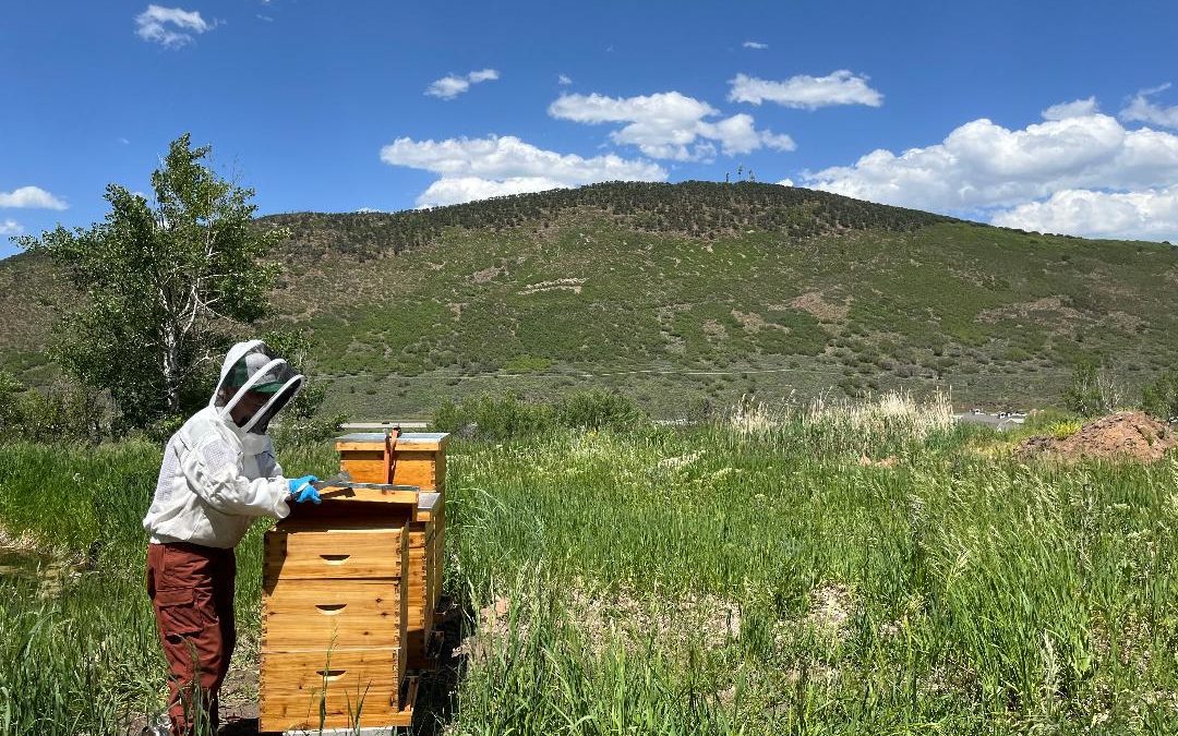 Root Revival planting veggetables and bee boxes throughout Summit County.