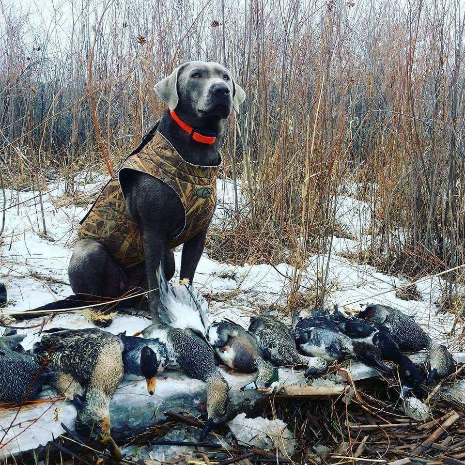 Waterfowl hunt with Dog