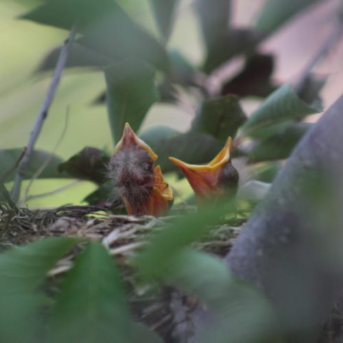 Baby Birds waiting for their mama