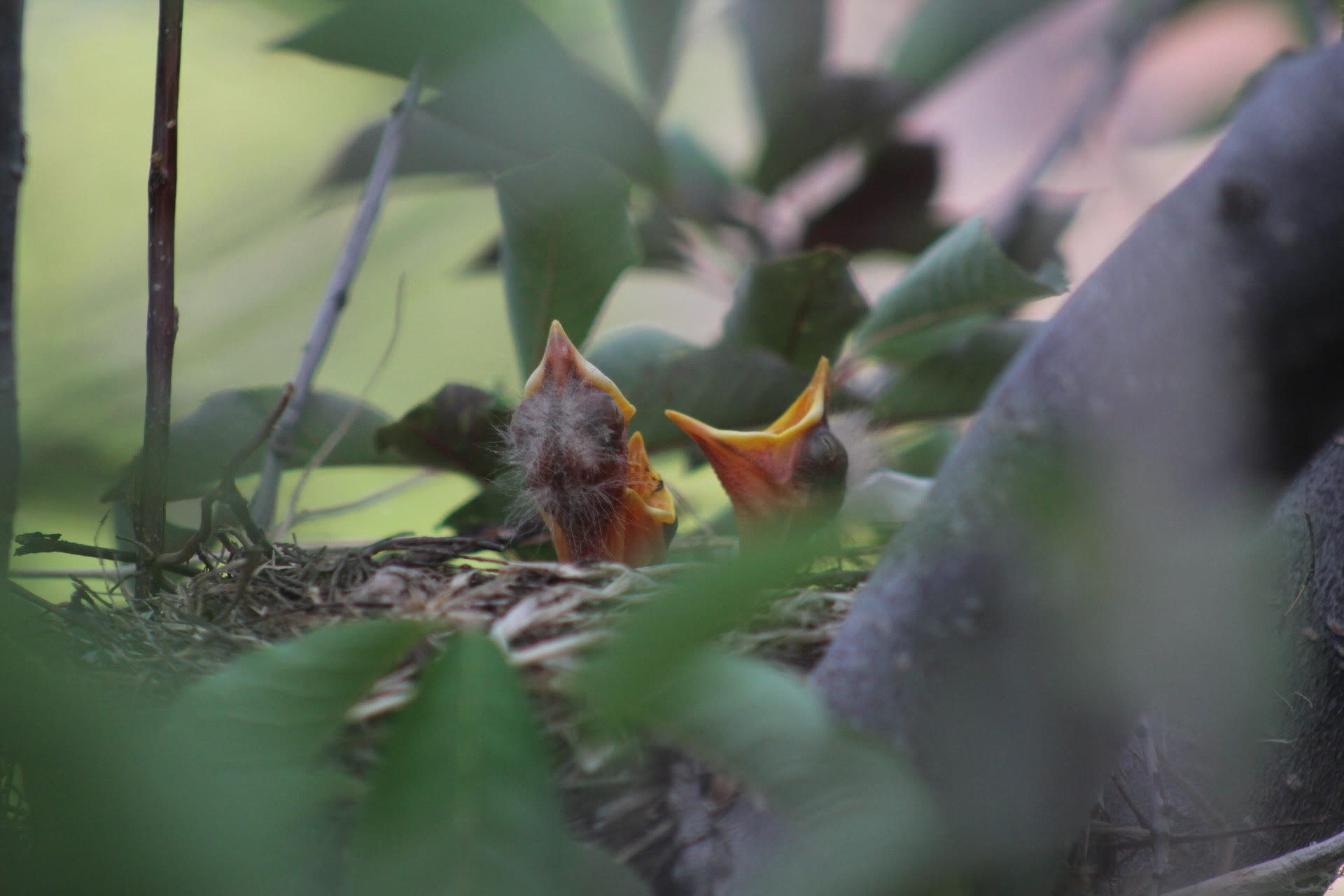 Baby Birds waiting for their mama