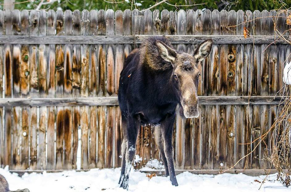 n the winter, moose can end up anywhere, including your back yard. DWR biologists shot this moose with a tranquilizer dart. It’ll be asleep soon.