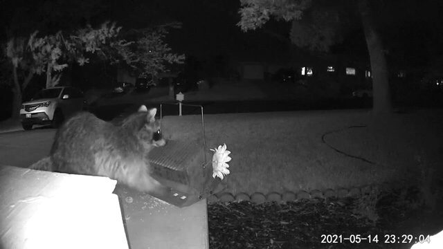Racoon looking for food