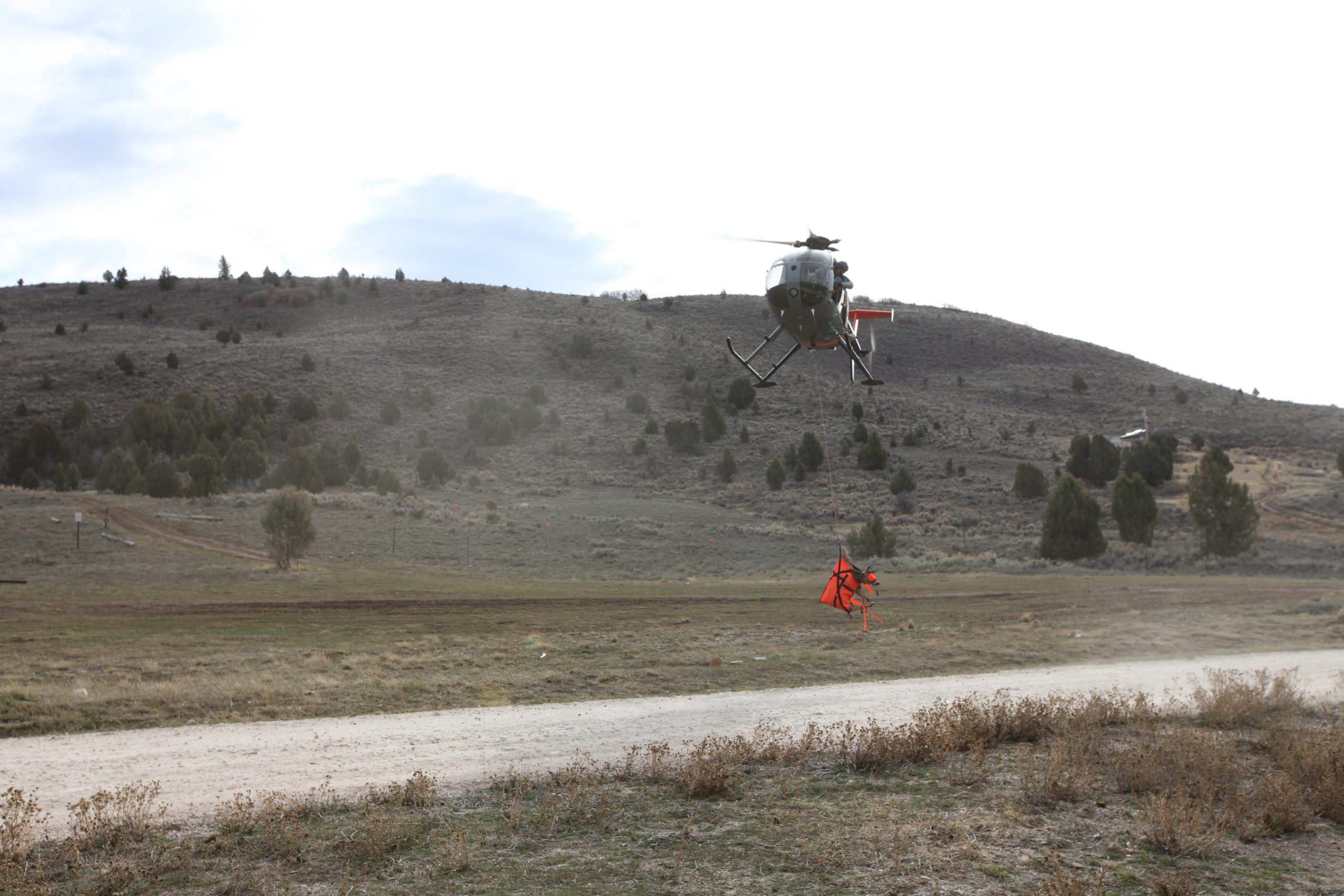 Captured Mule Deer being taken to staging area