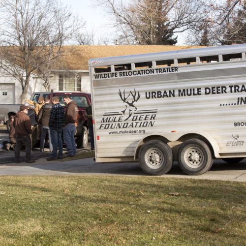 Mule Deer Relocation team responding to call