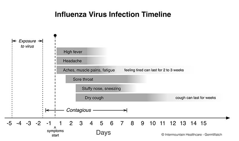 Influenza Virus Infection Timeline
