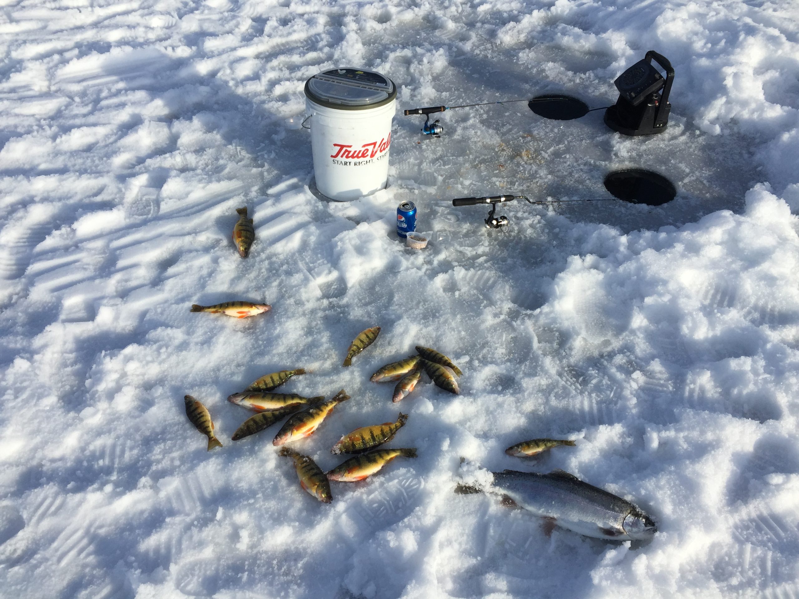 Rainbow Trout and Yellow Perch caught while ice fishing.