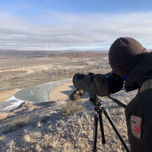 DWR biologist looking through spotting scope above the green river.