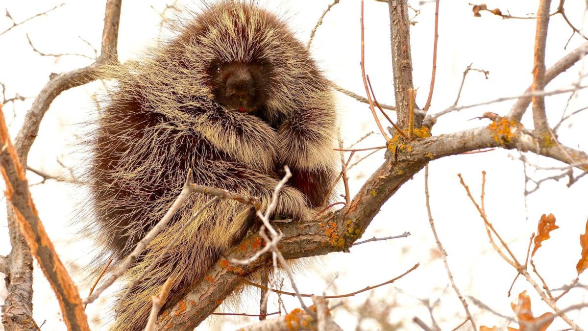 Porcupines are adept climbers and will spend many hours a day in trees.