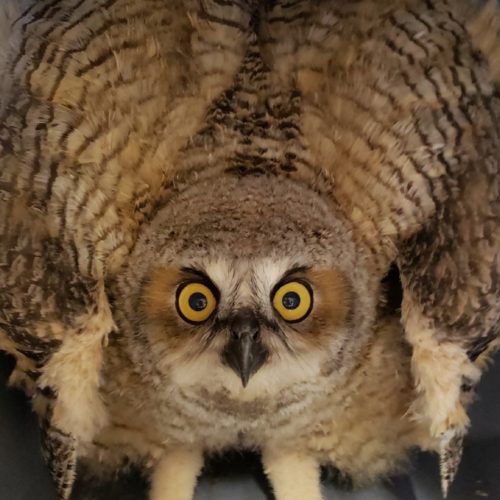 Juvenile Great Horned Owl.