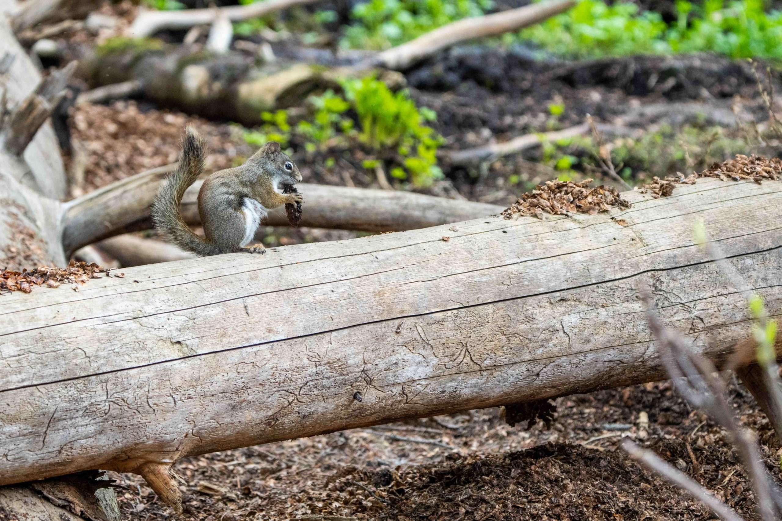 Eastern Fox Squirrel near Brighton in Big Cottonwood Canyon.