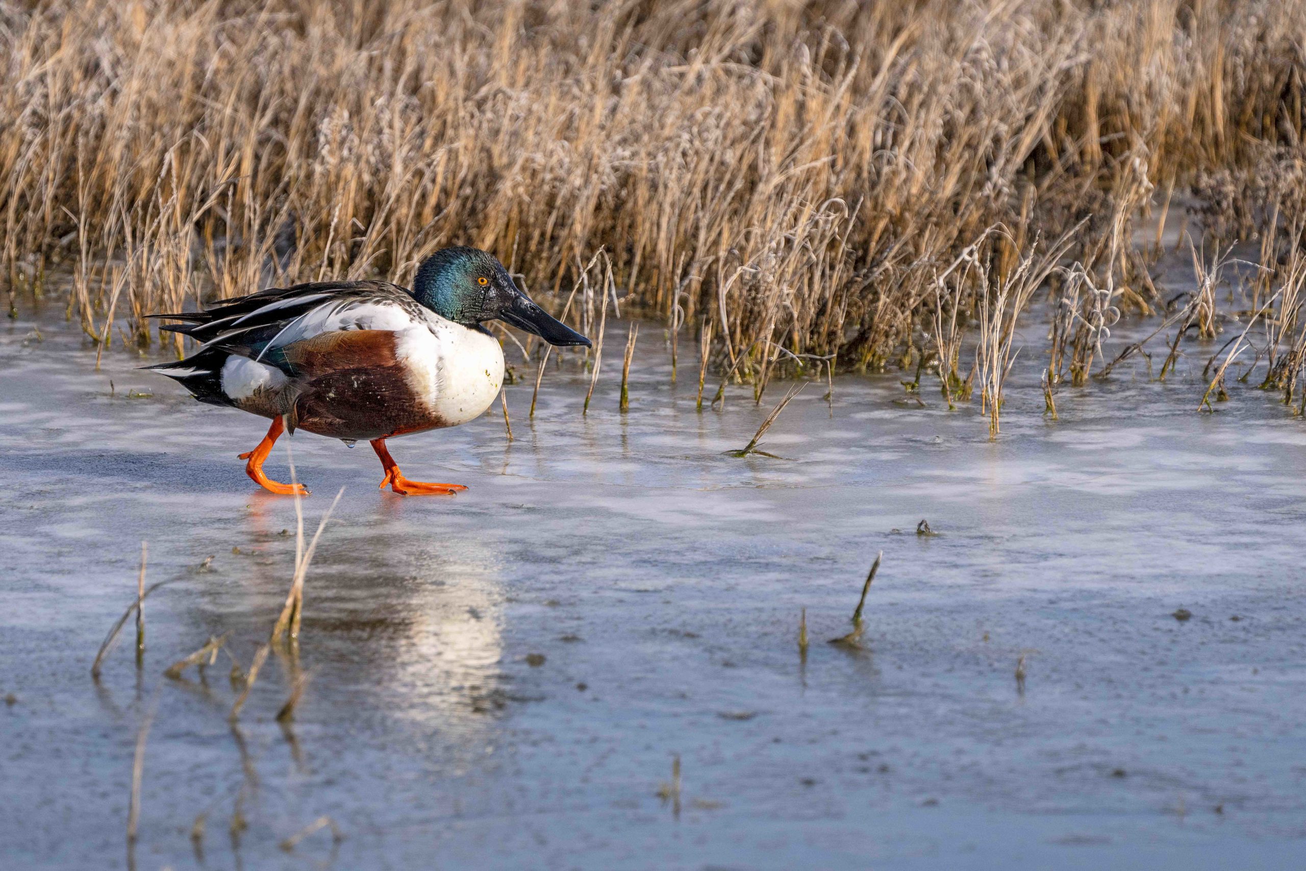 Northern Shoveler walking on ice at it's wintering spot at Ogden Bay.