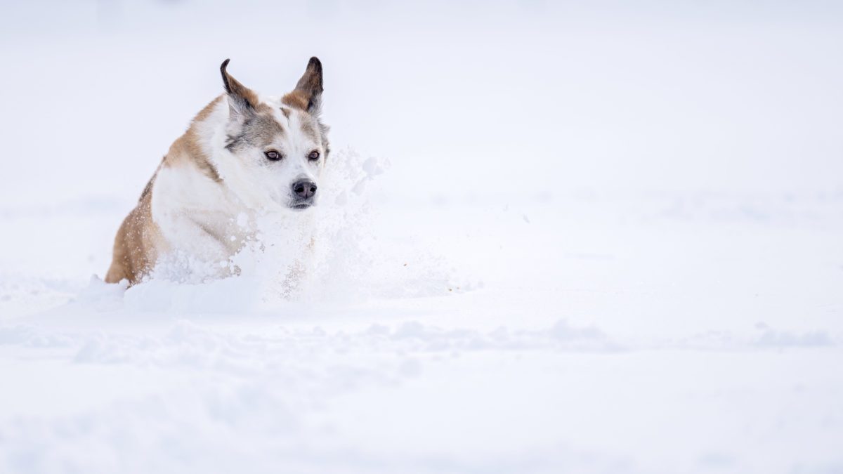 Powder loving dog named Sophie excited for even more snow.