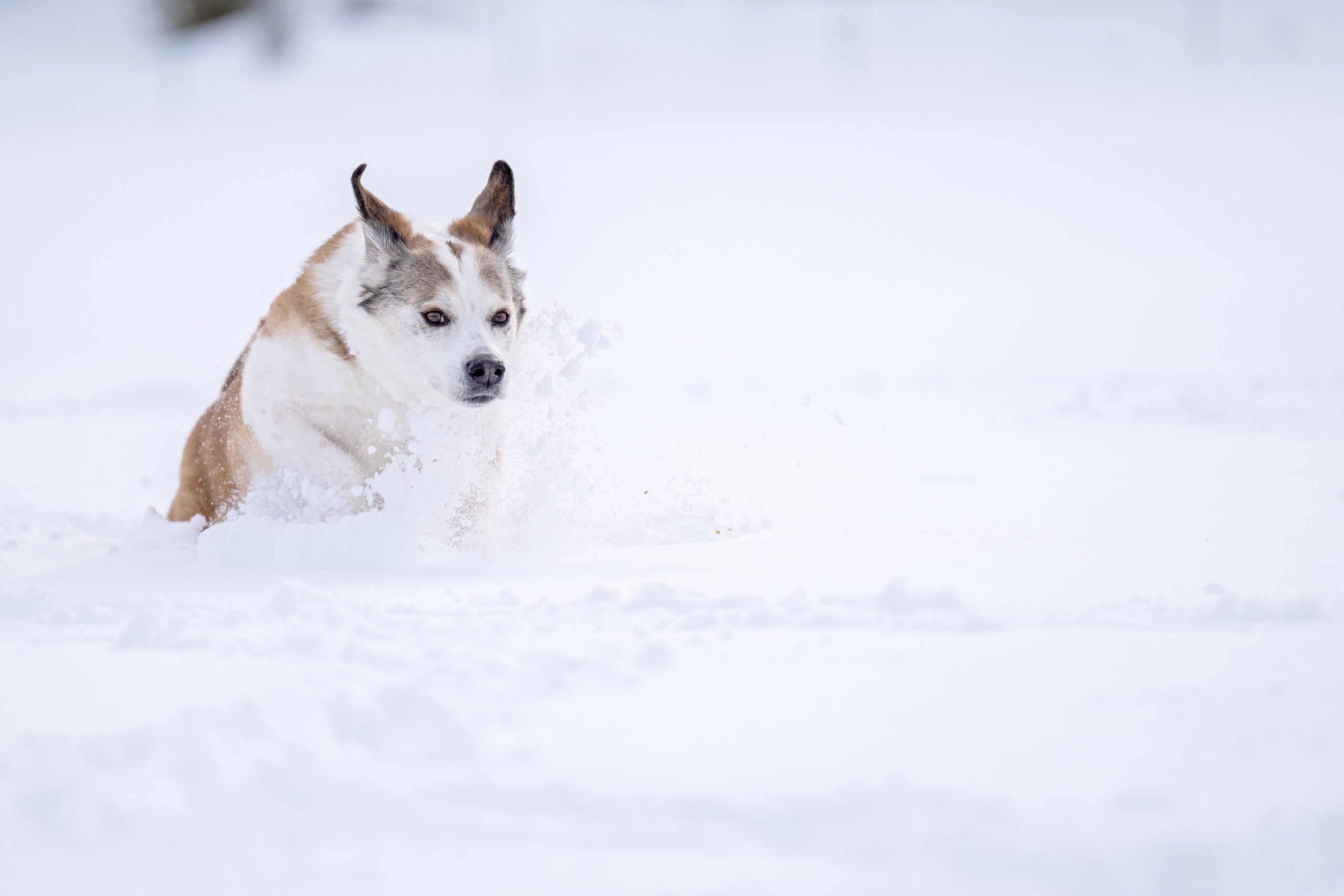 Powder loving dog named Sophie excited for even more snow.