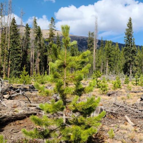 Harvesting Christmas Trees, a yearly tradition for many TownLift