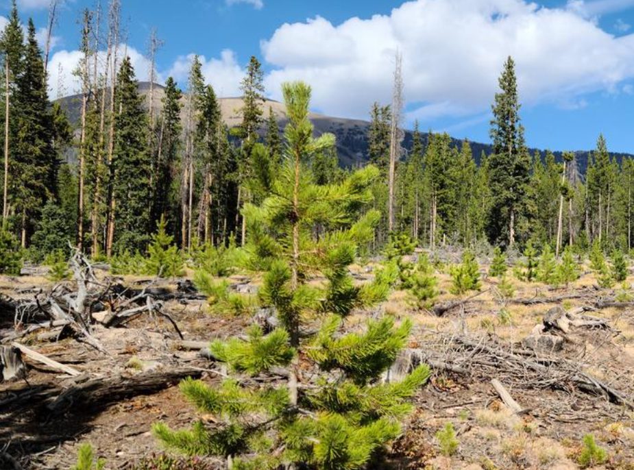 Subalpine Fir tree.