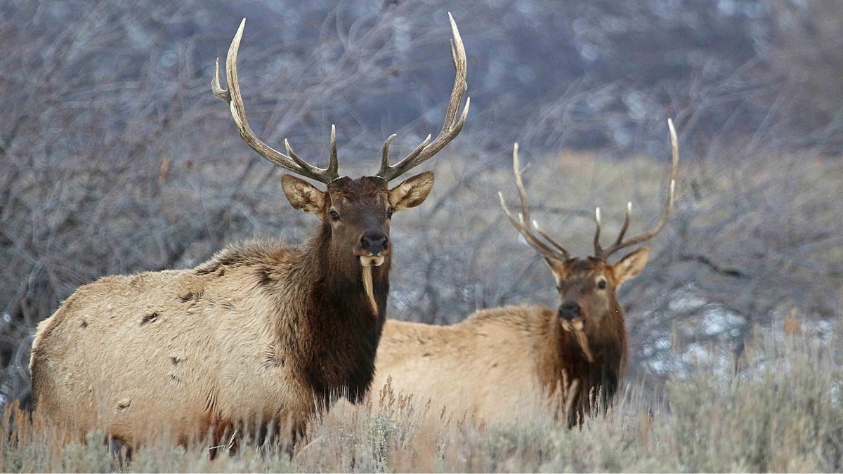 The Utah Wildlife Board has approved a new 10-year Utah Statewide Elk Management Plan.