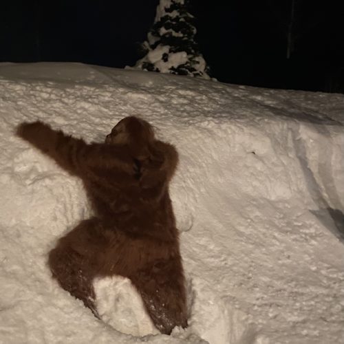 Hairy creature climbing snow bank in Park City.