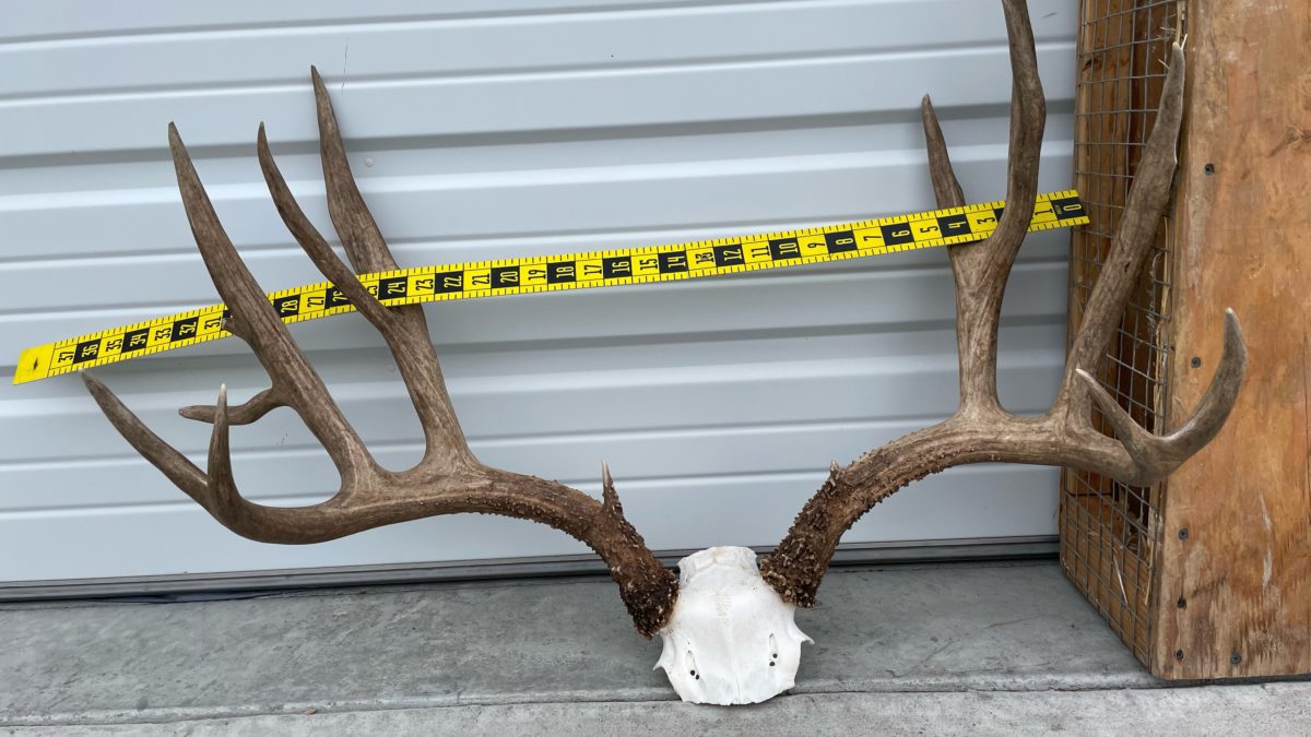 Four Trophy Deer poached in Tooele County.