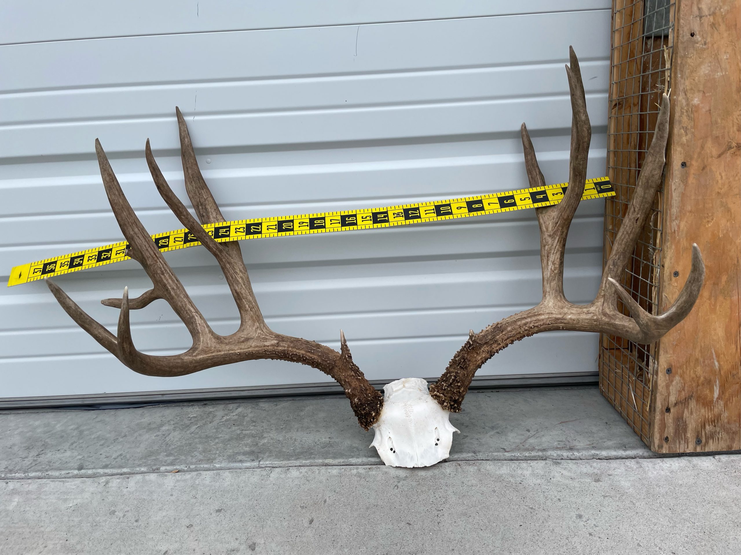 Four Trophy Deer poached in Tooele County.