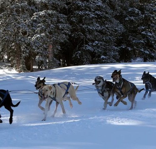 Rancho Luna Lobos to compete at France's 2023 World Championship sled ...