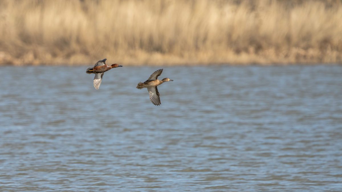 Cinnamon Teal flying in for a landing at Farmington Bay Wildlife Management Area at Great Salt Lake.