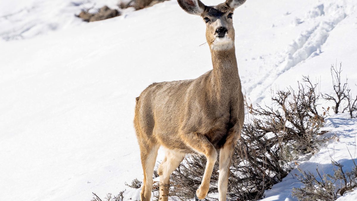 Mule deer doe in the snow with her thick winter coat.