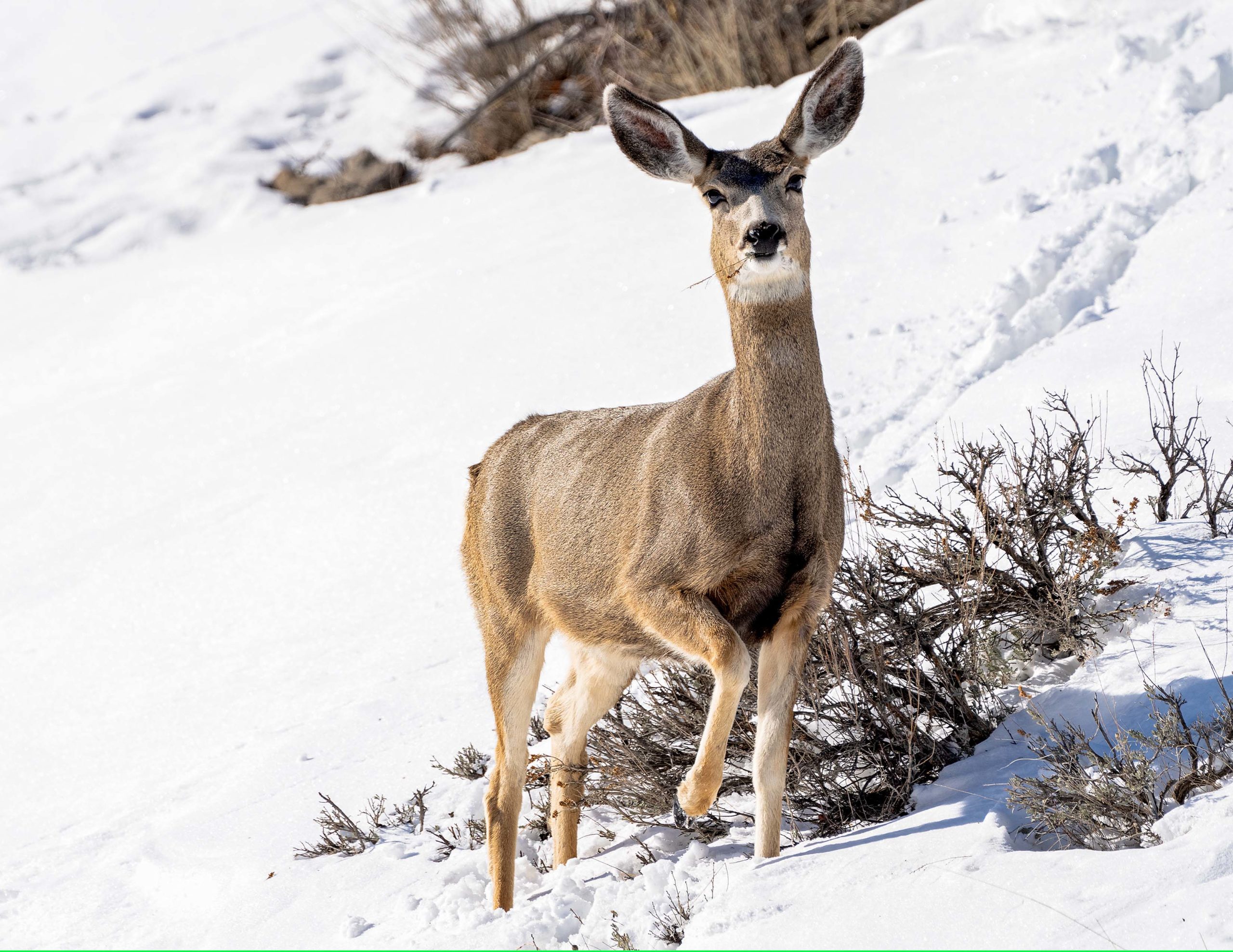 Mule deer doe in the snow with her thick winter coat.