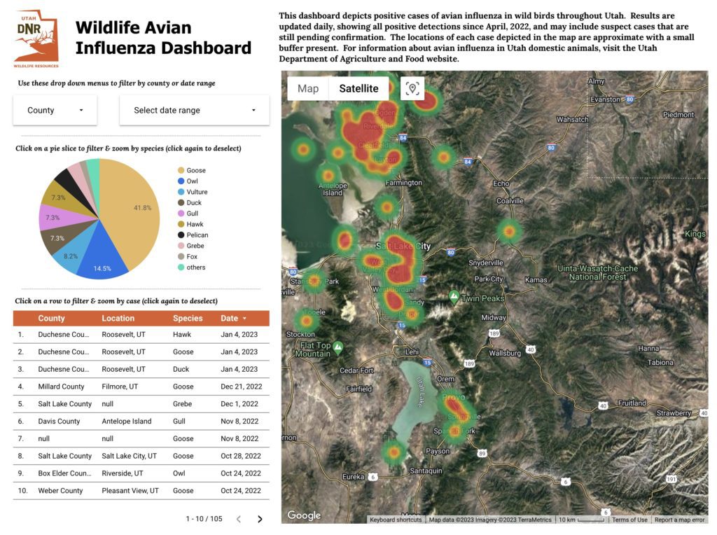 Avian Influenza detected in Summit County amongst highly pathogenic ...