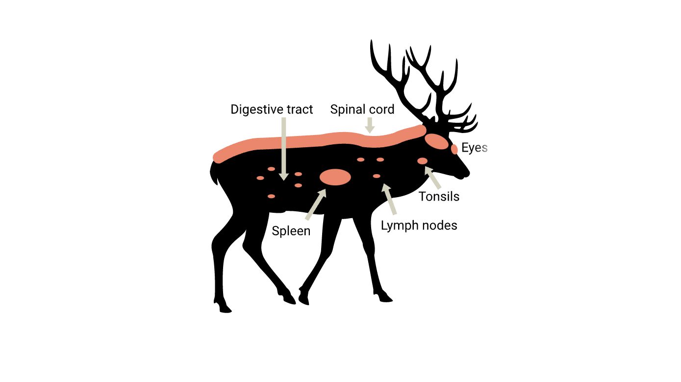 Illustration showing the effects of chronic wasting disease.