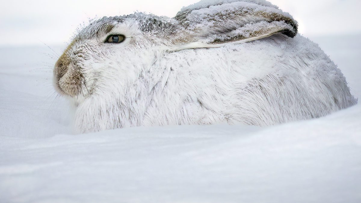 A snowshoe hare camouflaged in the snow.