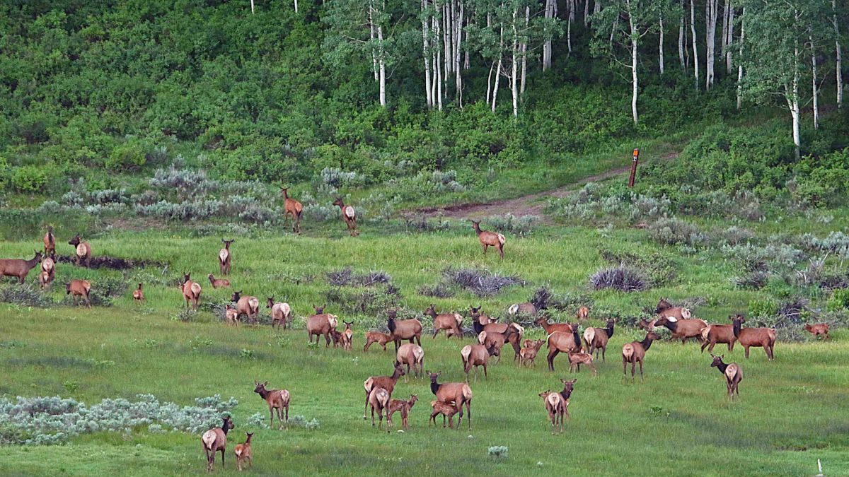 You can apply for a cow elk hunting permit starting May 31.