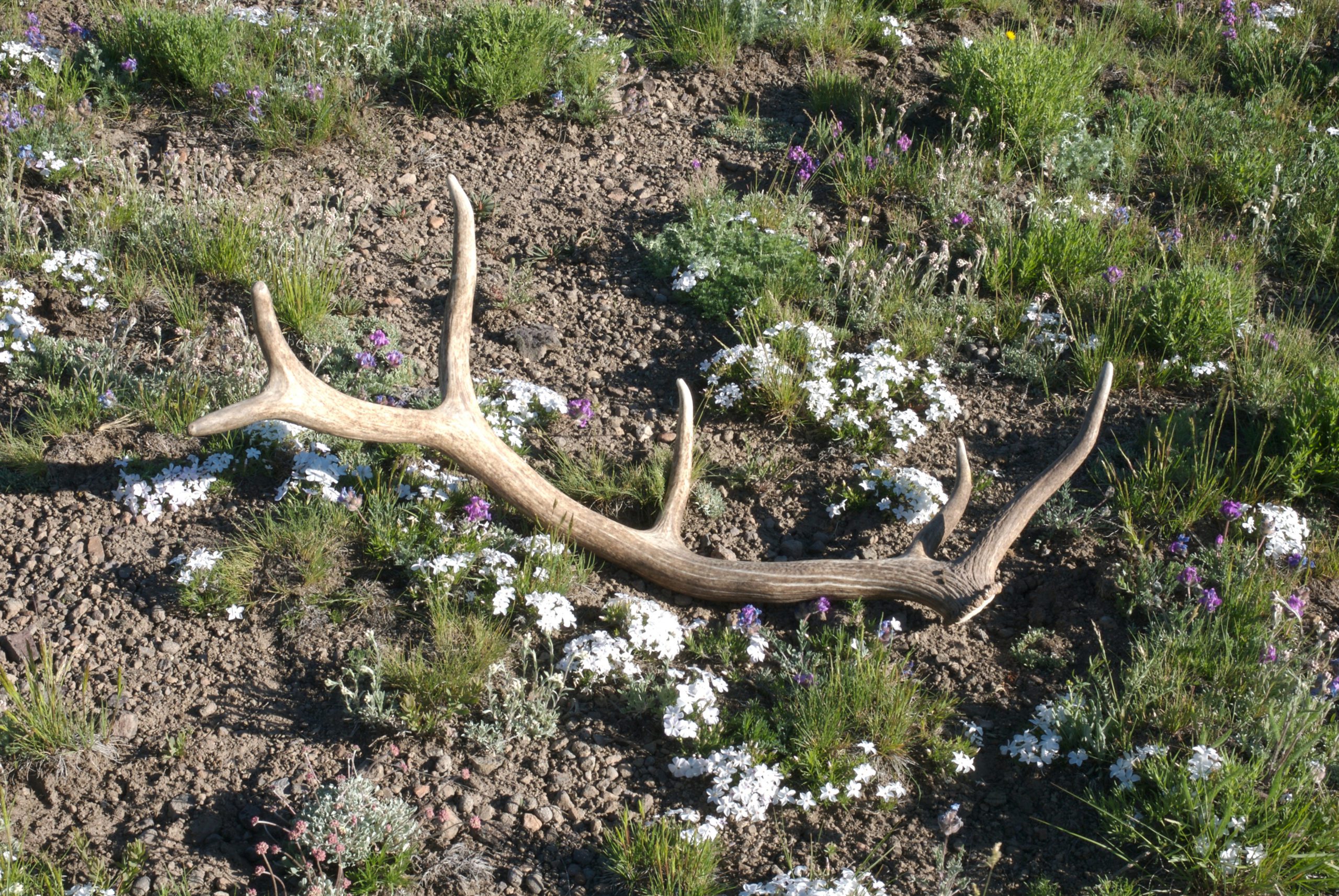 Shed hunting: What it takes to catch antler thieves