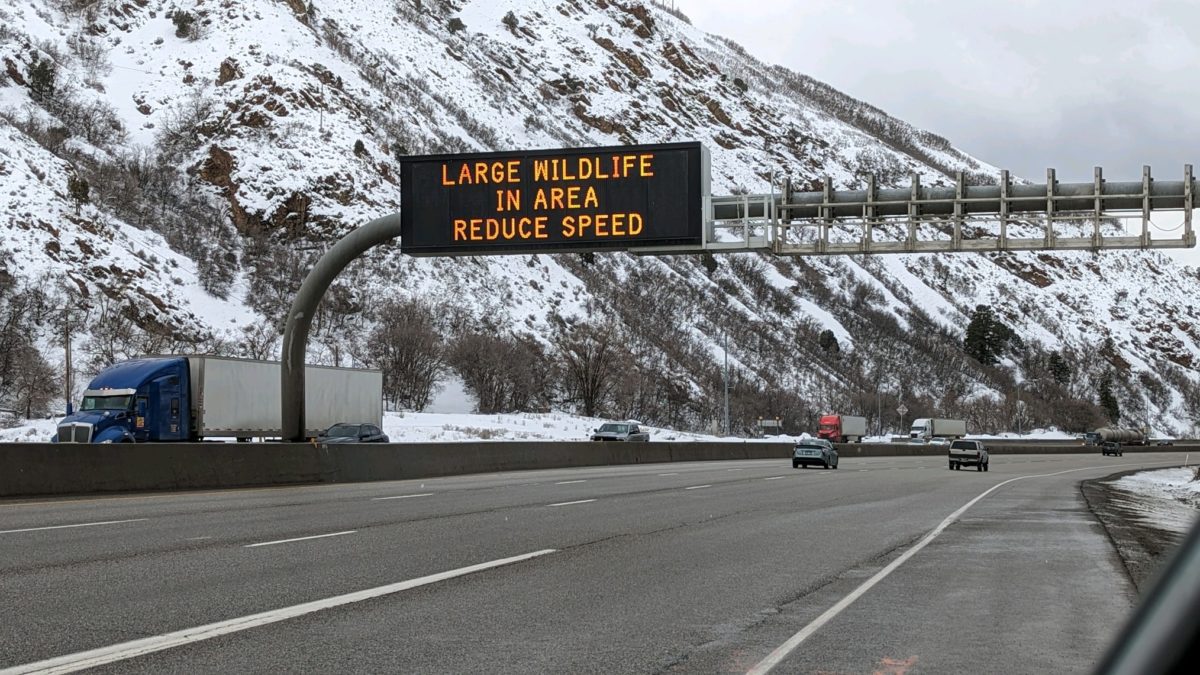 Migrating Elk along Parley's Canyon prompted warnings to drivers to slow down and be on the lookout for wildlife.