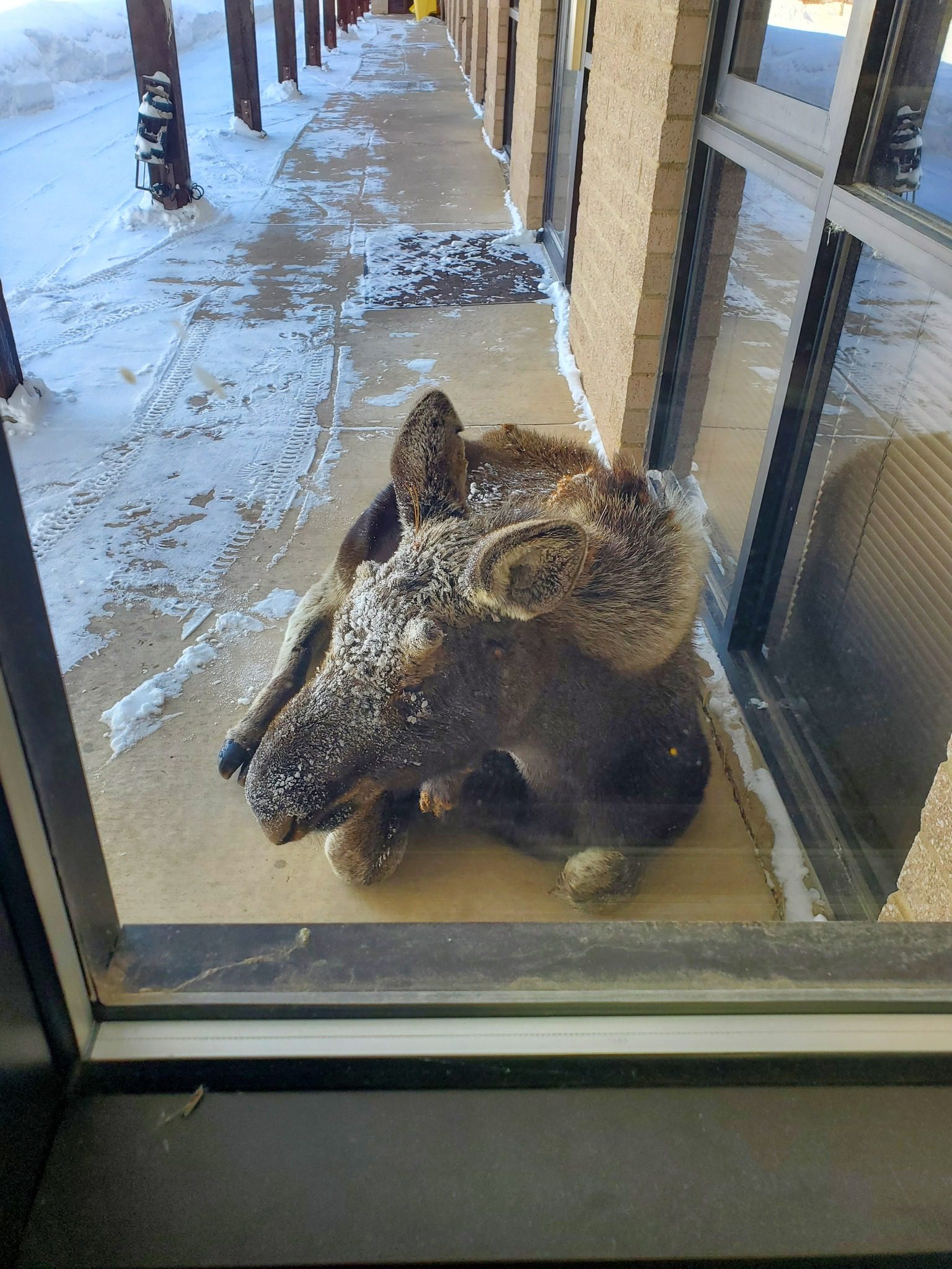 A young bull moose has taken up residence at the Evanston Ranger District office. Photo: U.S. Forest Service Uinta-Wasatch-Cache National Forest