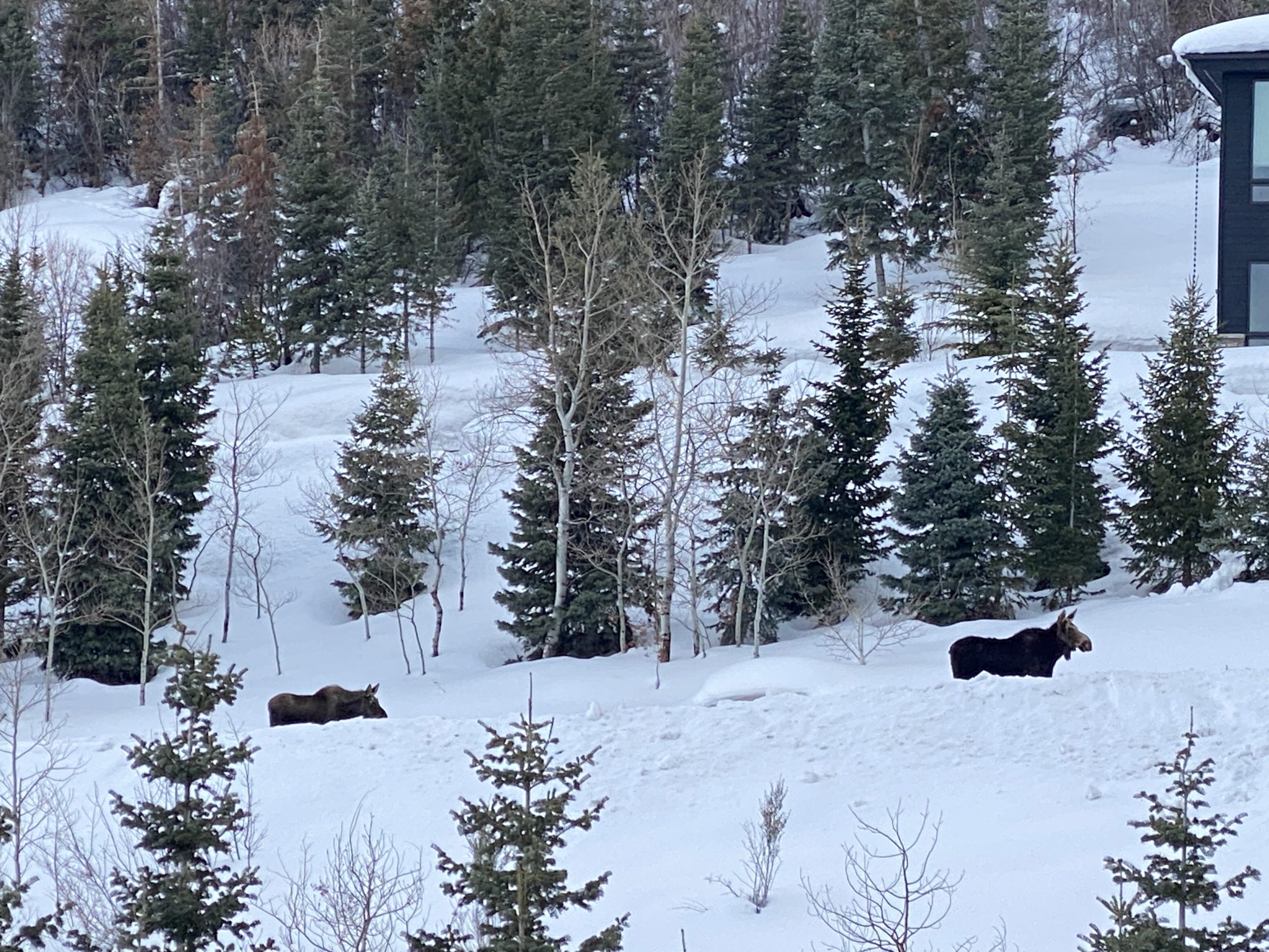 Baby and momma moose have found a good spot to settle in– complete with heated driveways for nap time.