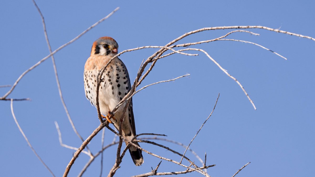 An American Kestrel, the smallest North American Falcon and one of the smallest birds of prey in Utah.