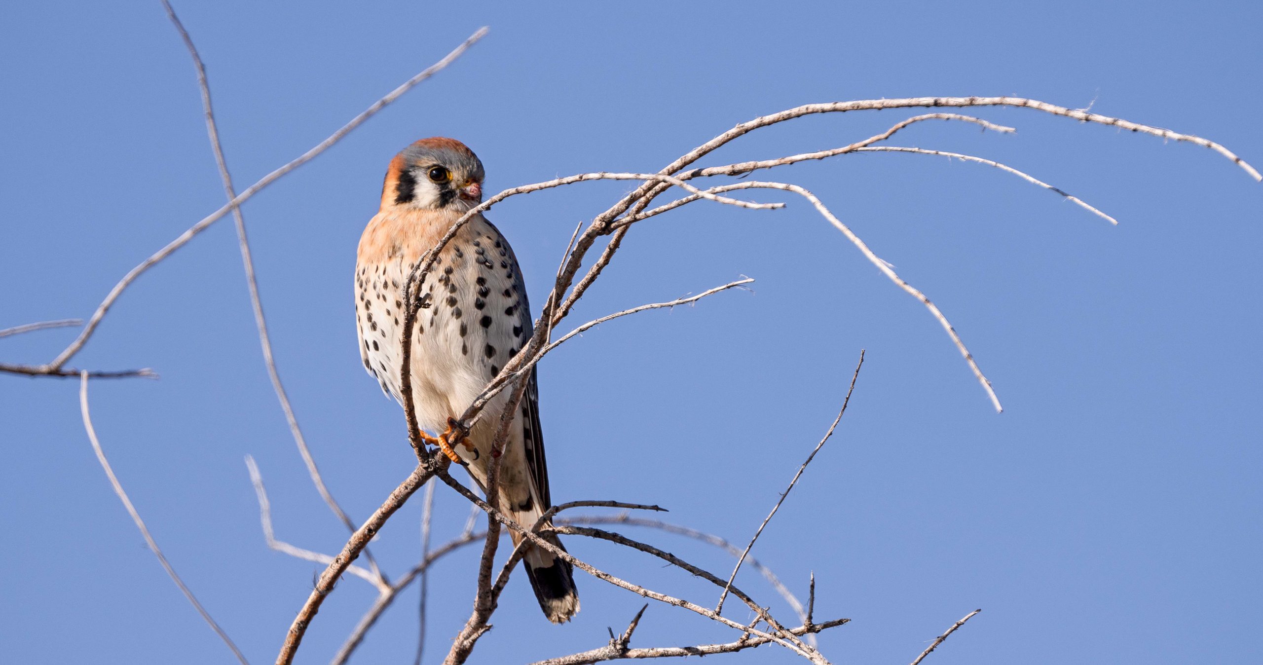 An American Kestrel, the smallest North American Falcon and one of the smallest birds of prey in Utah.