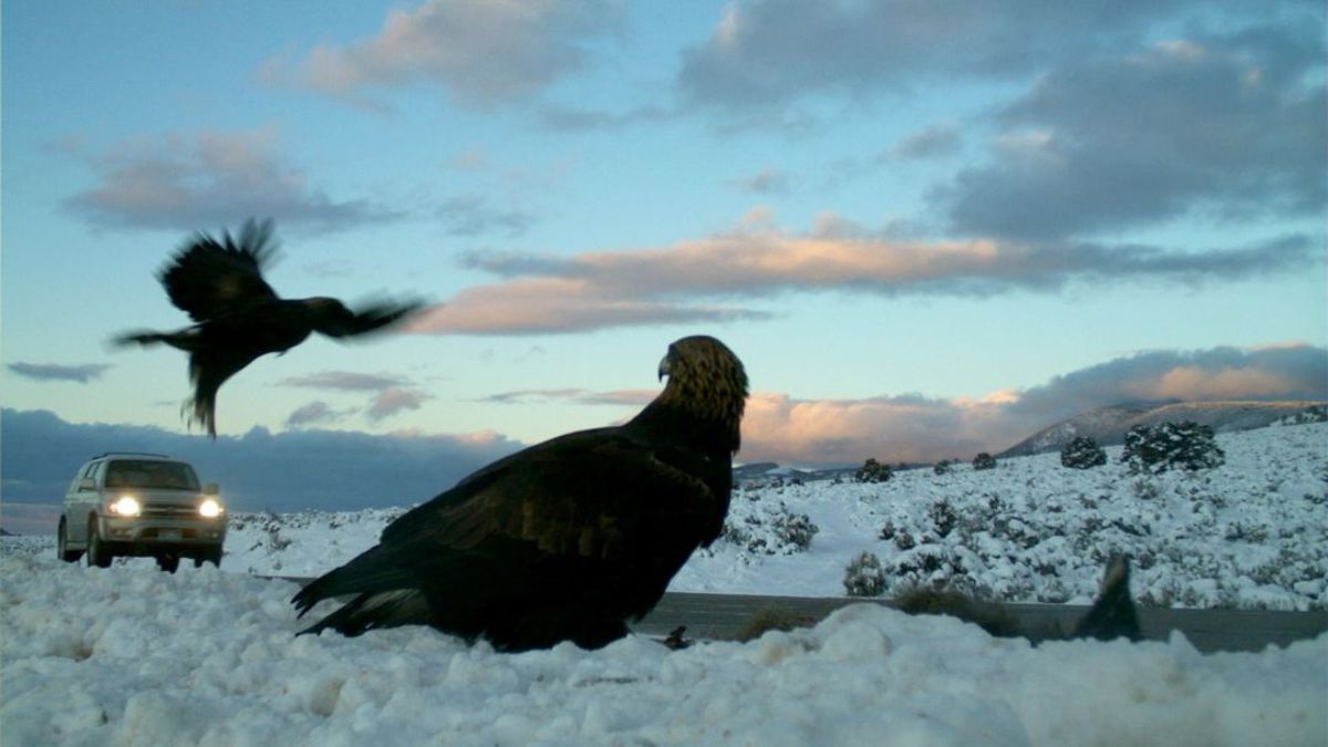 The Utah DWR has reminded drivers to watch out for eagles in the road this migration season.