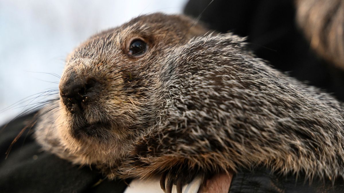 Groundhog Club handler A.J. Dereume holds Punxsutawney Phil, the weather prognosticating groundhog, during the 137th celebration of Groundhog Day on Gobbler's Knob in Punxsutawney, Pa., Thursday, Feb. 2, 2023. Phil's handlers said that the groundhog has forecast six more weeks of winter.