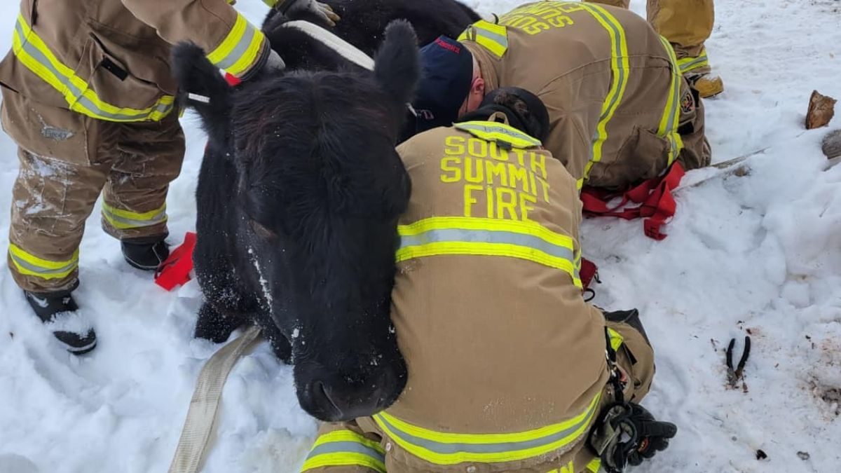 The South Summit Fire District rescued a cow unable to get out of a creek bed on Feb. 11, 2023.