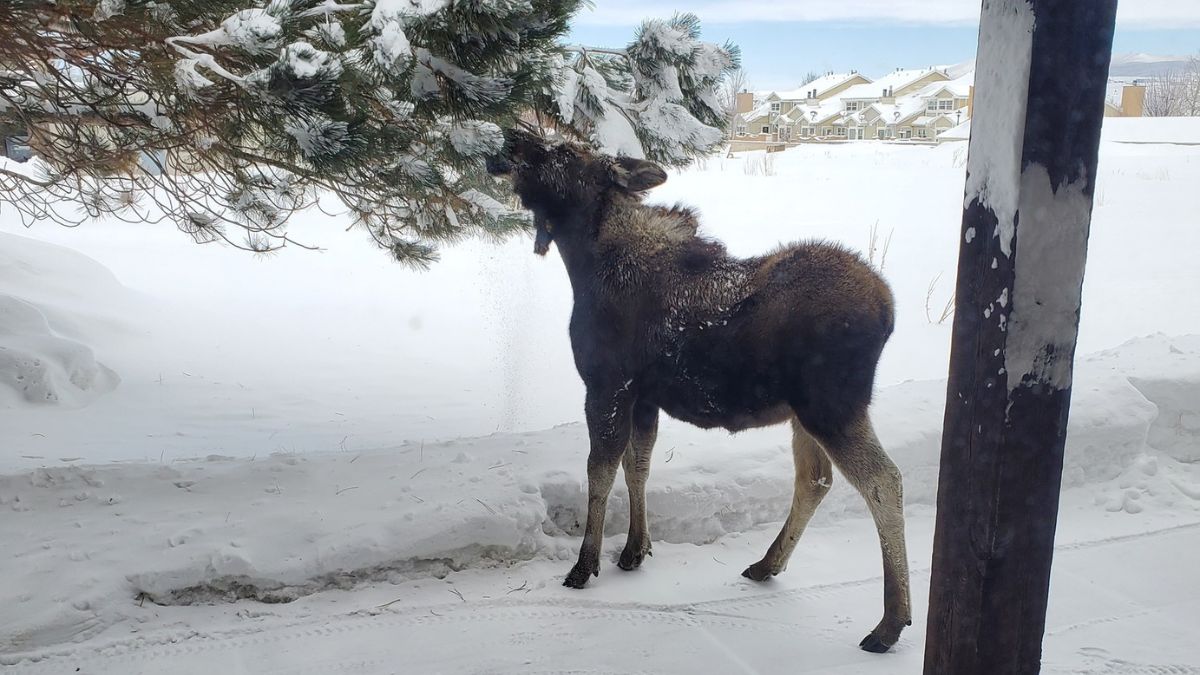 A young bull moose has taken up residence at the Evanston Ranger District office.