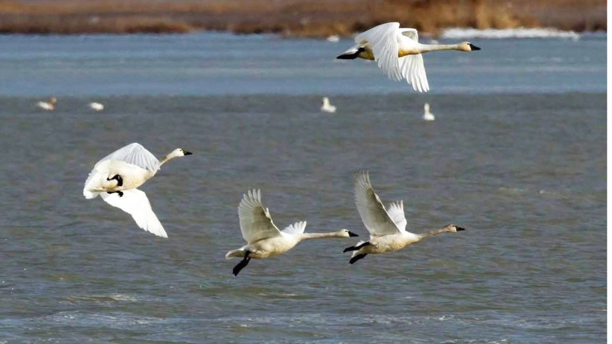 See swans migrating through Utah this March.
