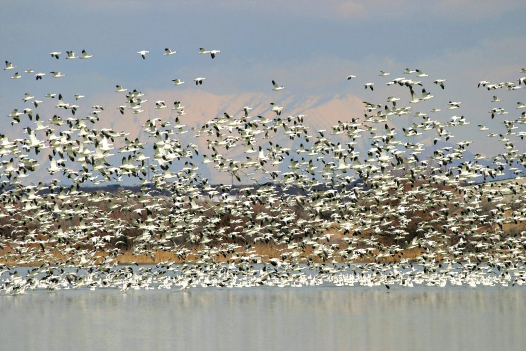 See thousands of geese at the annual Delta Snow Goose Festival