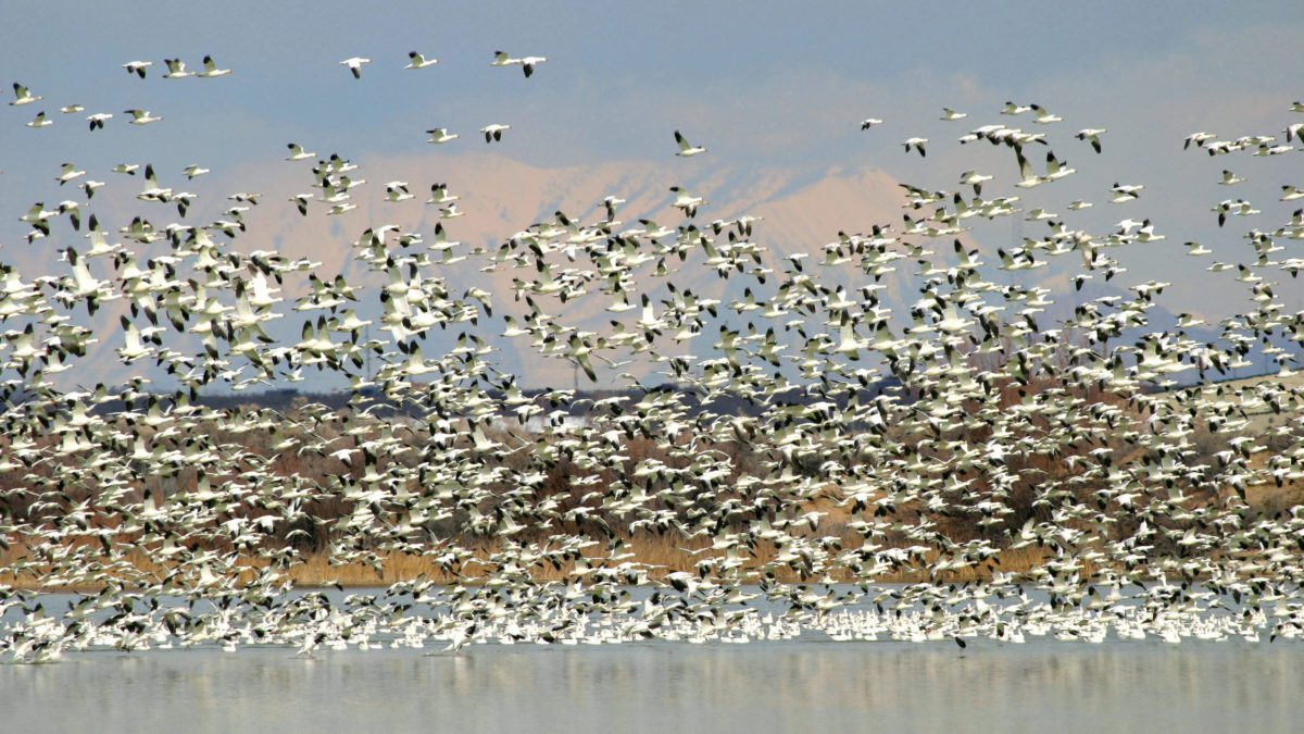 You can see thousands of snow and Ross’ geese at this year's Snow Goose Festival.